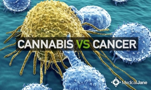 Cannabis fight cancer