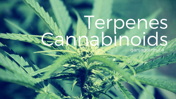 Terpenes Cannabinoids | Ganjagrams