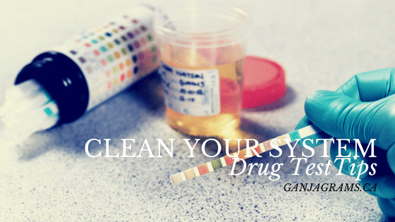 how to clean your system for a drug test