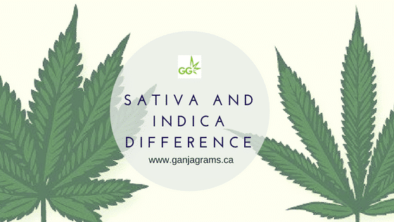 Difference between sativa and indica