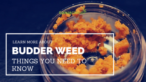 What Is Budder Weed? - Ganjagrams