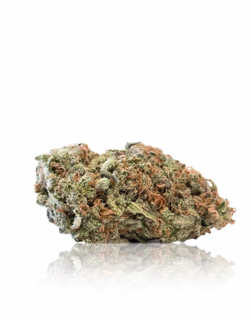 Mimosa