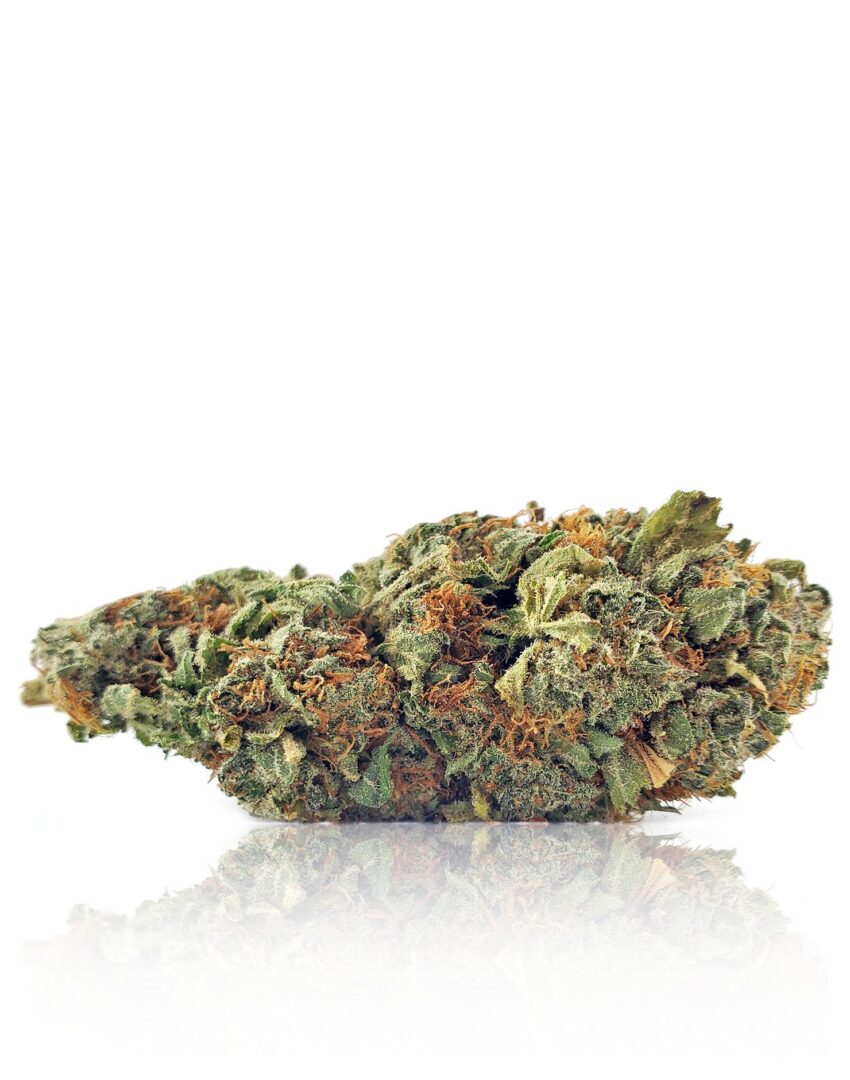 Chocolope - Sativa