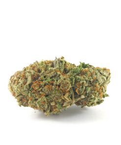 (AAA) Great White Shark