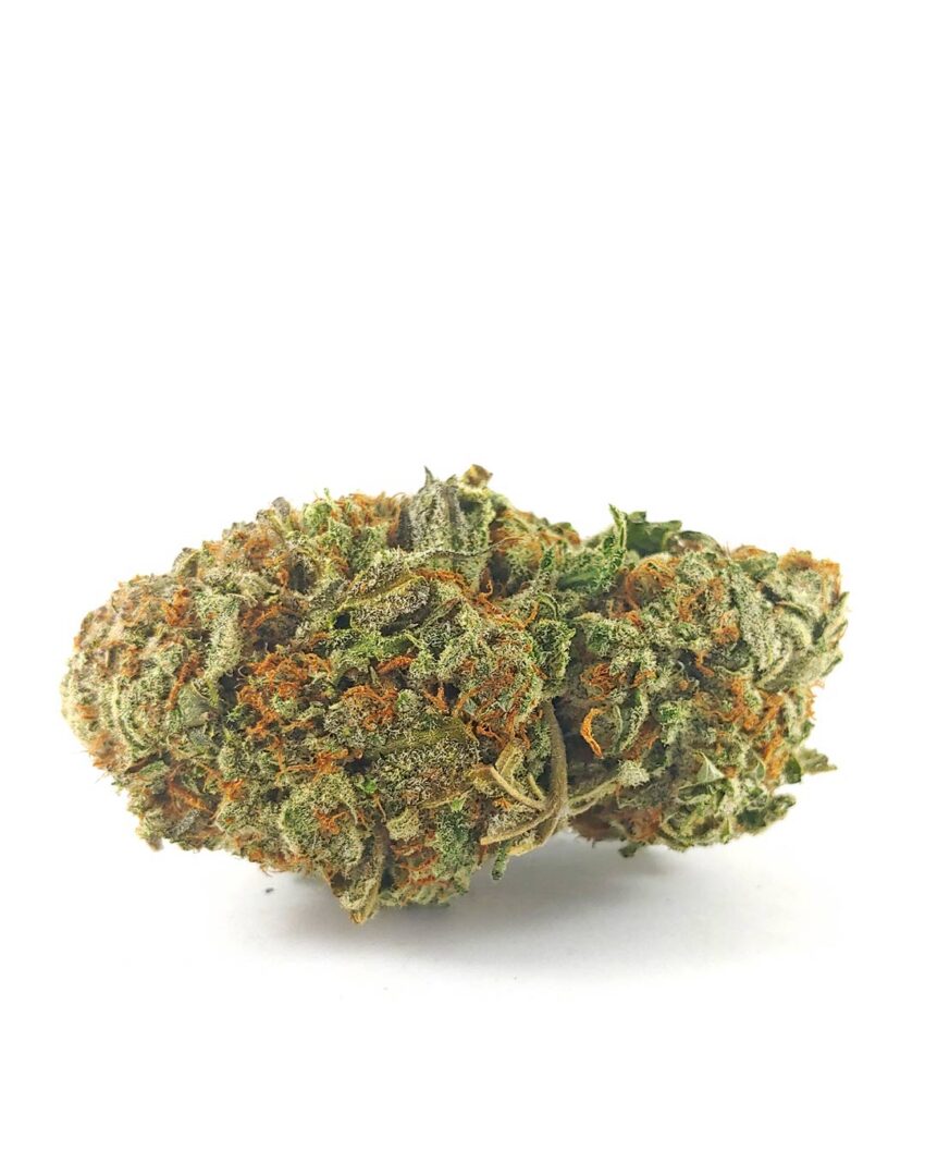 (AAA) Great White Shark