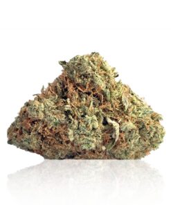 BC Mango - Indica