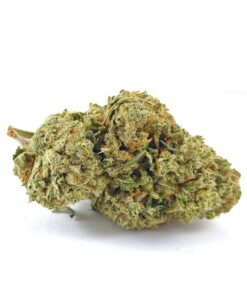 Animal Cookies