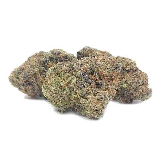Blue Lobster (AAA)