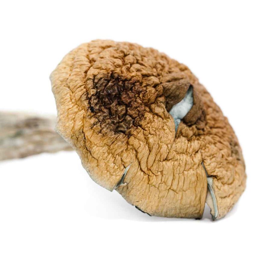 Alternative view of Golden Teacher