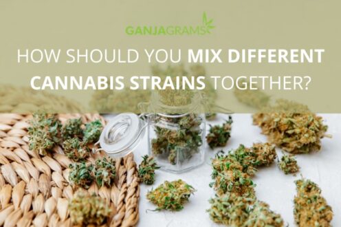 Cannabis strains
