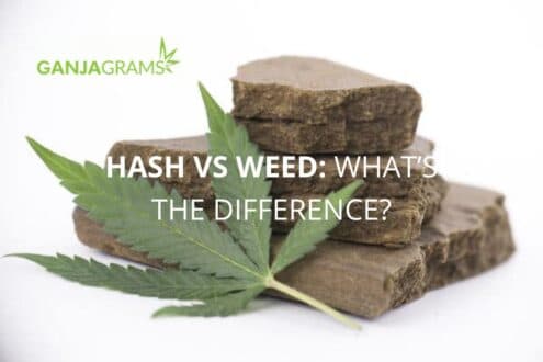 Hash VS weed