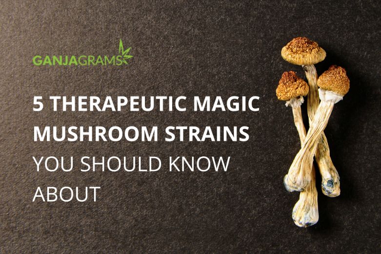 Magic Mushrooms Therapeutic