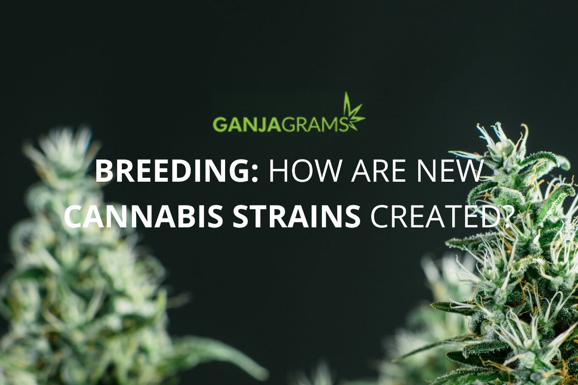 cannabis breeding