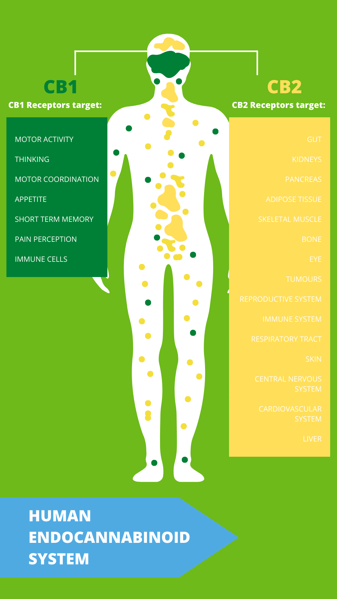 Endocannabinoid system