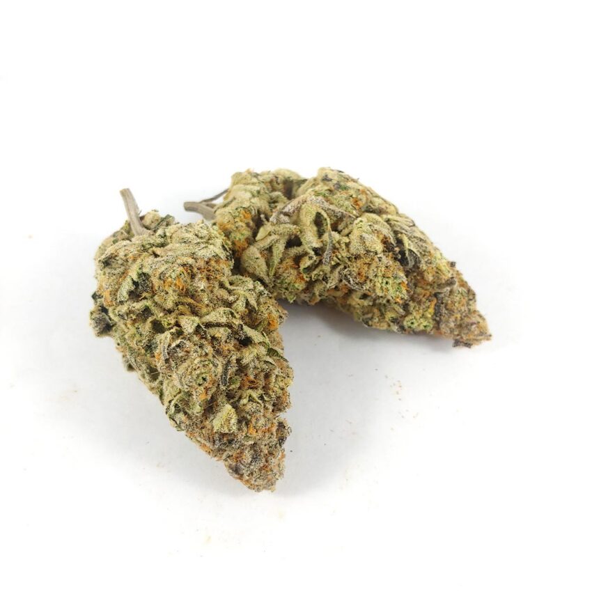 Alternative view of Lemon Cane