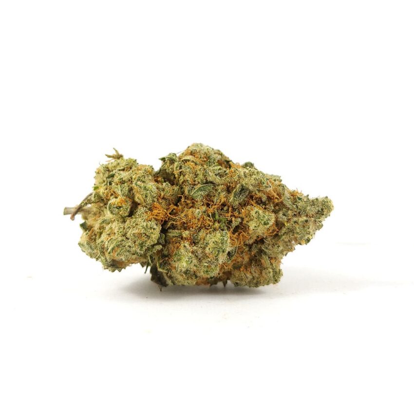 Great White Shark