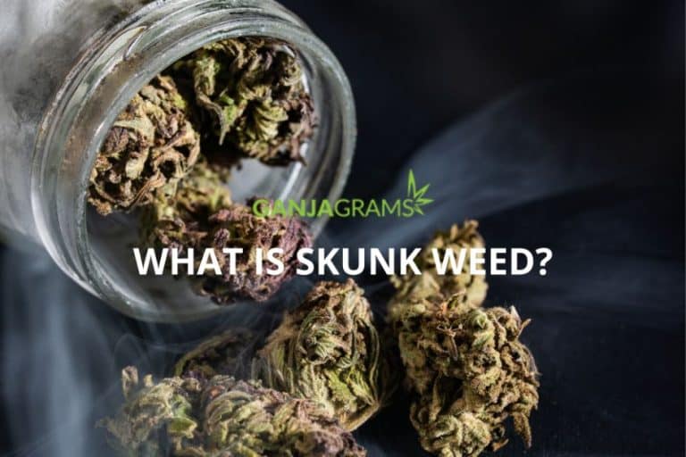 What is Skunk Weed? Online Dispensary Ganjagrams