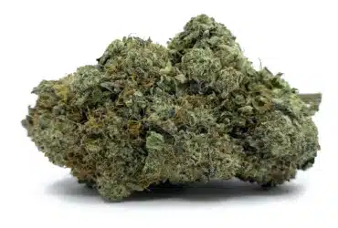 Purple Mimosa Nug